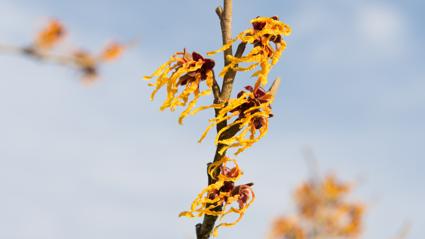 Hamamelis x intermedia 'Orange Beauty' kwiaty