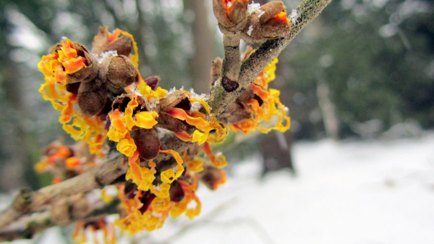 Hamamelis x intermedia 'Orange Beauty' kwiaty