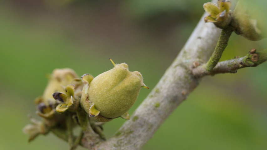 Hamamelis x intermedia 'Orange Beauty' owoce