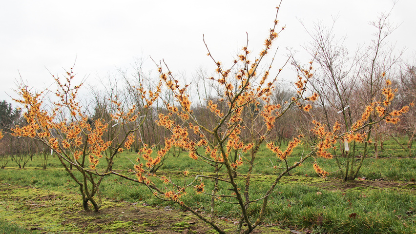 Hamamelis x intermedia 'Orange Beauty' krzewy soliterowe
