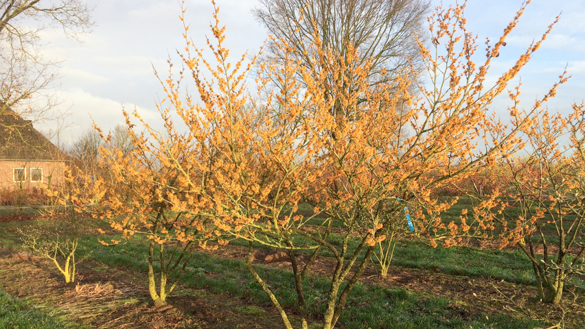 Hamamelis x intermedia 'Orange Beauty' krzewy soliterowe