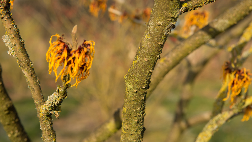 Hamamelis x intermedia 'Orange Beauty' pędy