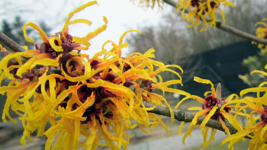 Hamamelis x intermedia 'Orange Peel' flowers