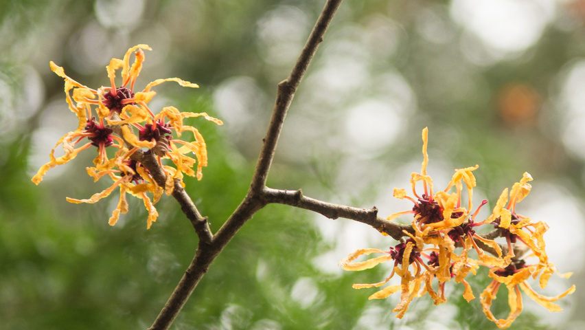 Hamamelis x intermedia 'Orange Peel' flowers