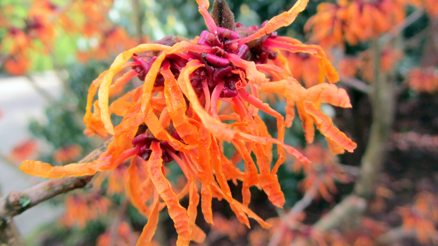 Hamamelis x intermedia 'Orange Peel' flowers