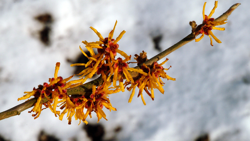 Hamamelis x intermedia 'Pallida' kwiaty
