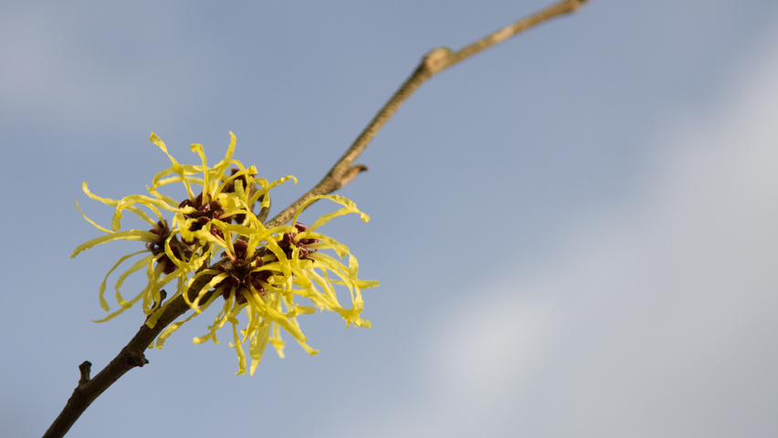 Hamamelis x intermedia 'Pallida' kwiaty