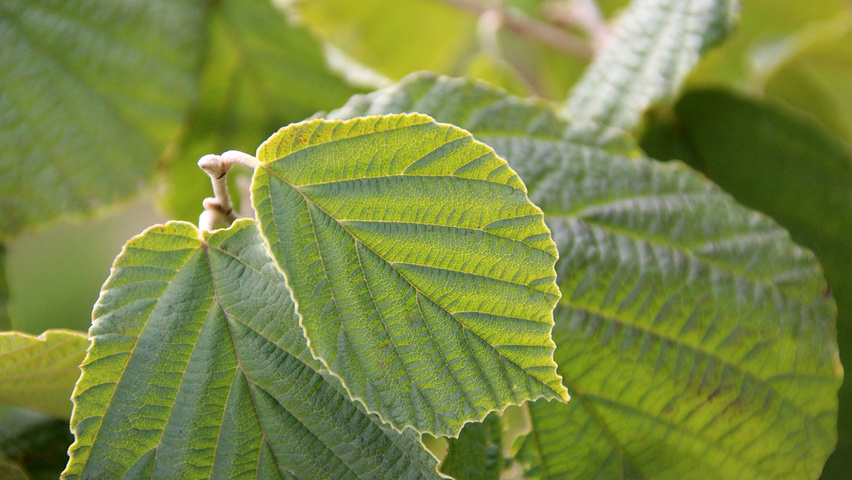 Hamamelis x intermedia 'Pallida' liście