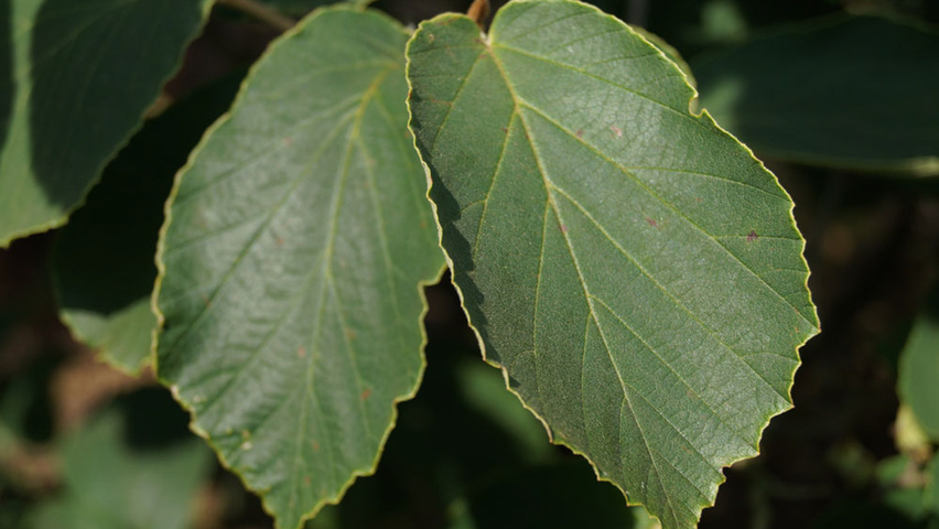 Hamamelis x intermedia 'Pallida' liście