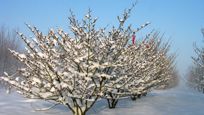 Hamamelis x intermedia 'Pallida' wielopniowy