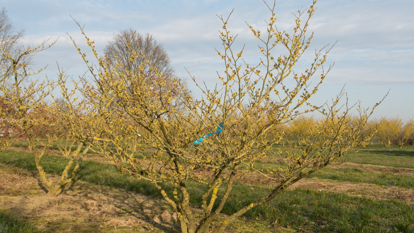 Hamamelis x intermedia 'Pallida' krzewy soliterowe