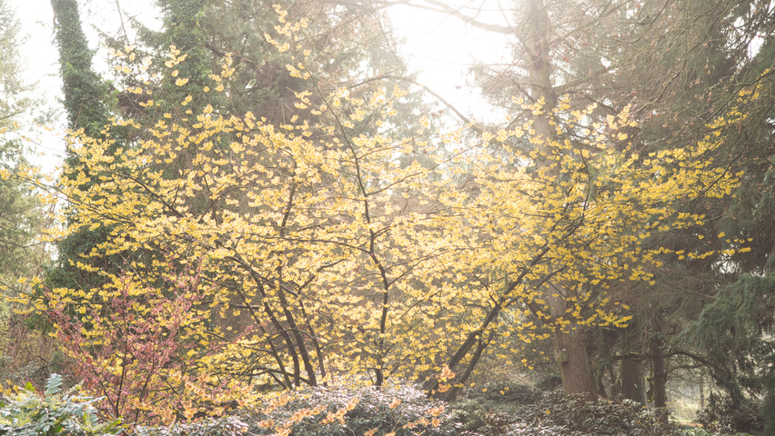 Hamamelis x intermedia Solitärgehölze