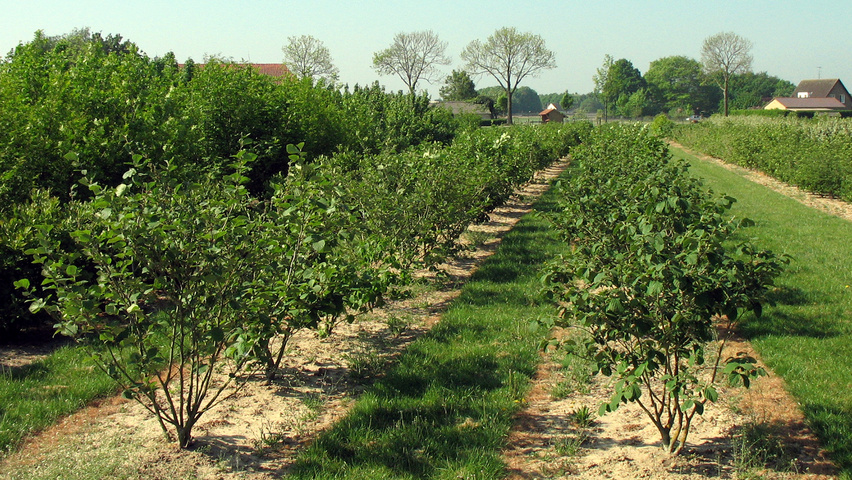 Hamamelis x intermedia Solitärgehölze
