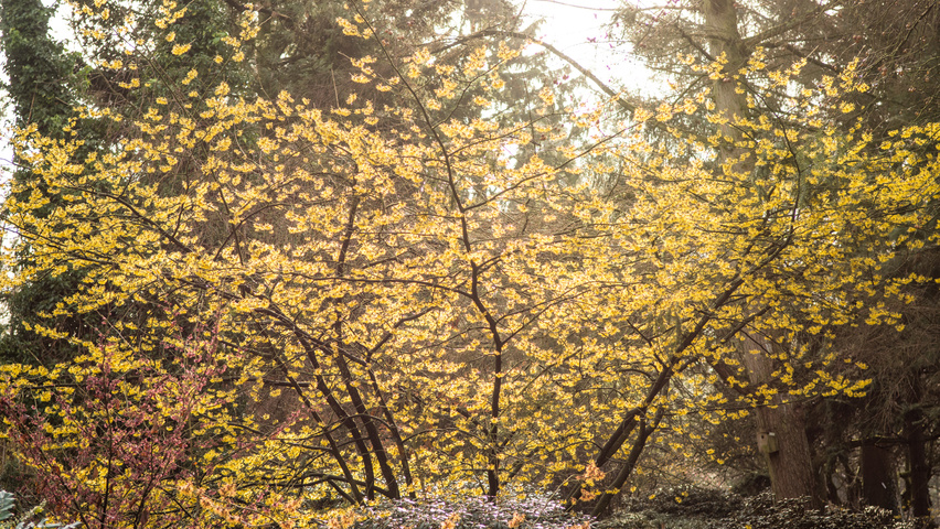 Hamamelis x intermedia Solitärgehölze