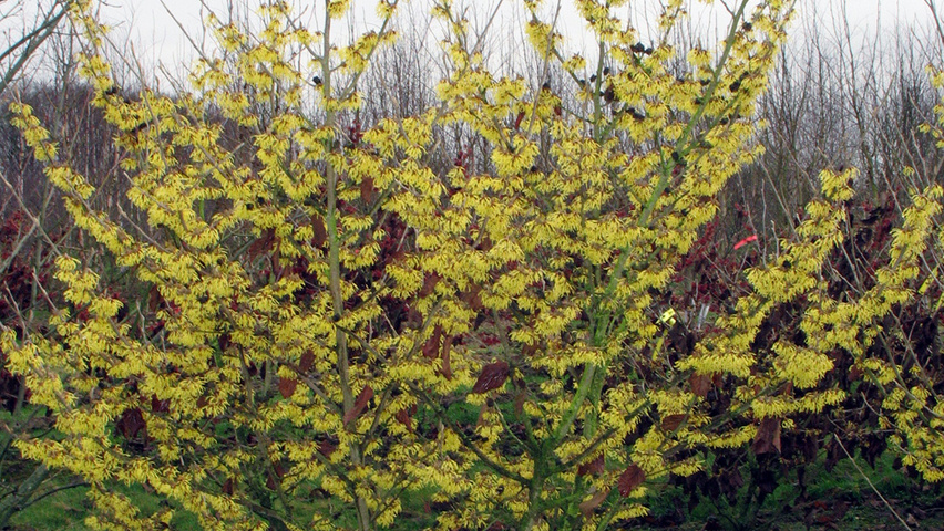 Hamamelis x intermedia Solitärgehölze