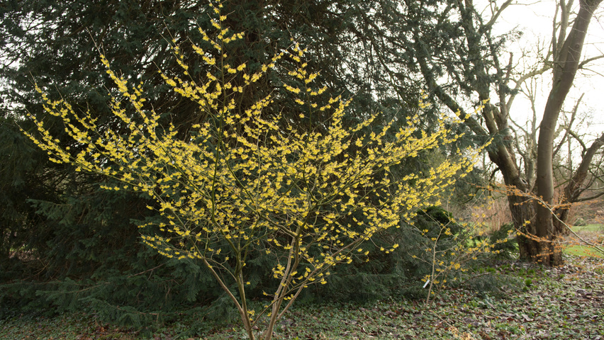 Hamamelis x intermedia Solitärgehölze