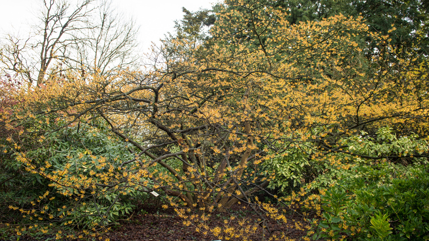 Hamamelis x intermedia Solitärgehölze