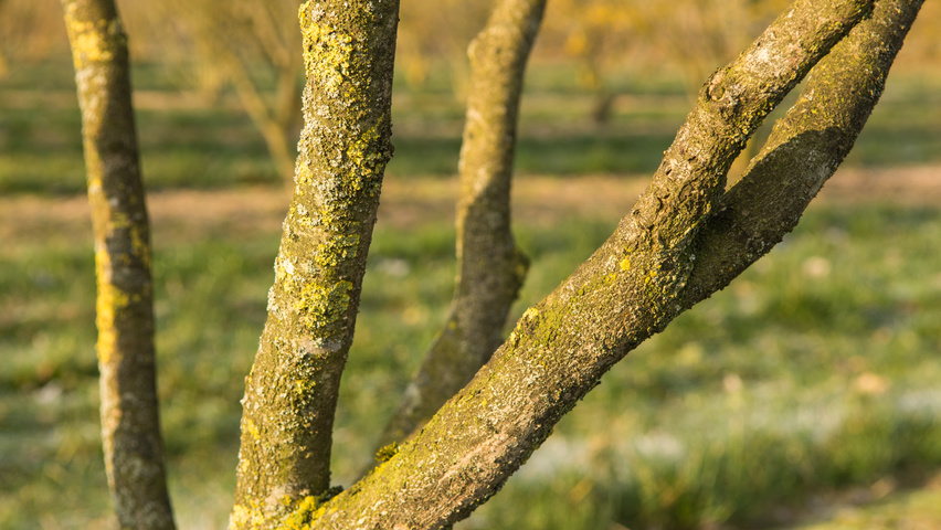 Hamamelis x intermedia 'Westerstede' bark