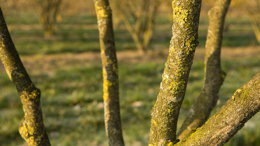 Hamamelis x intermedia 'Westerstede' bark