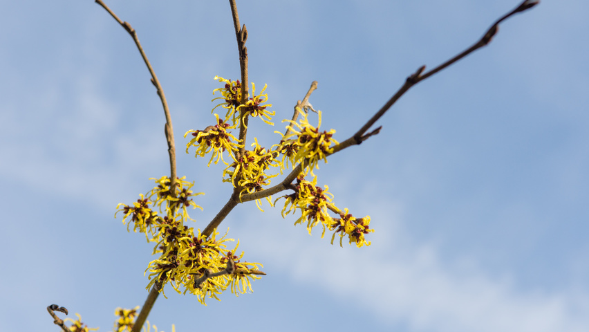 Hamamelis x intermedia 'Westerstede' flowers