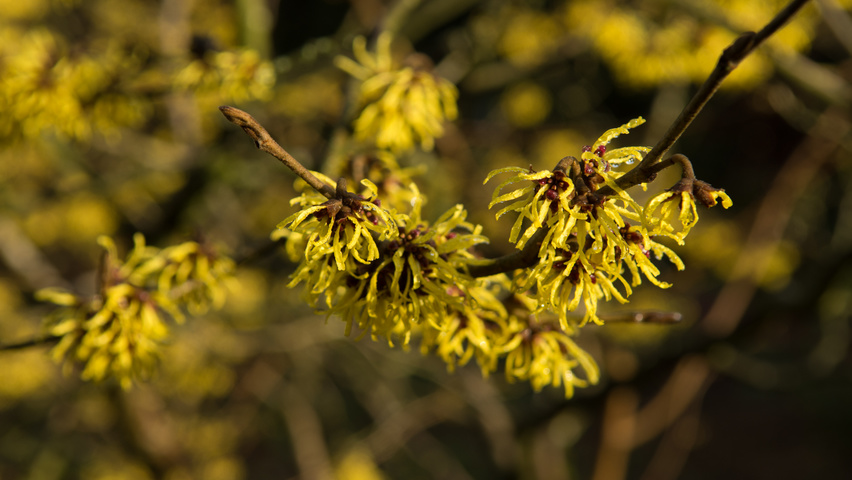 Hamamelis x intermedia 'Westerstede' flowers