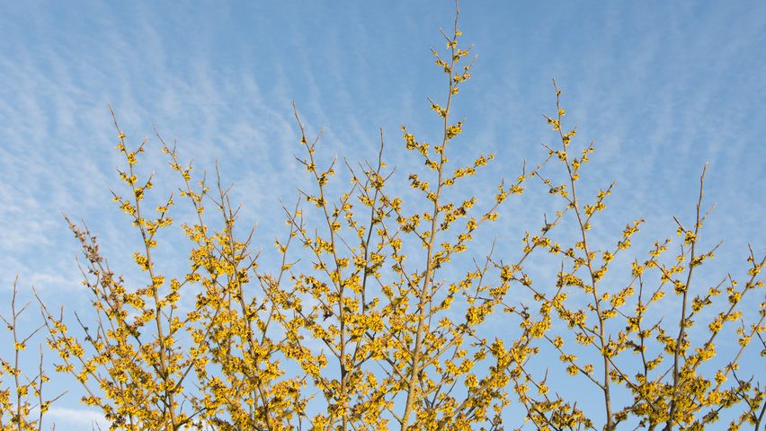 Hamamelis x intermedia 'Westerstede' flowers