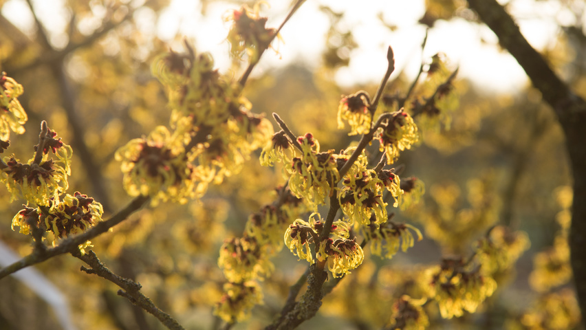 Hamamelis x intermedia 'Westerstede' flowers