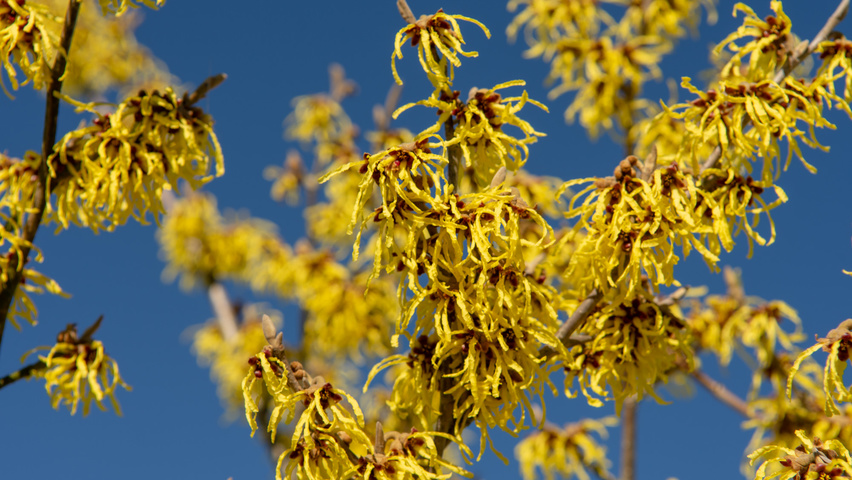 Hamamelis x intermedia 'Westerstede' flowers