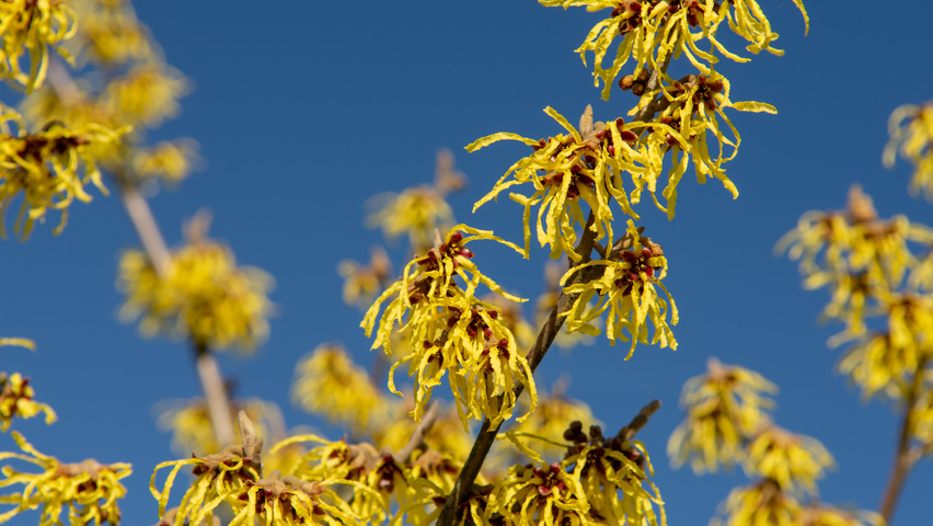 Hamamelis x intermedia 'Westerstede' flowers