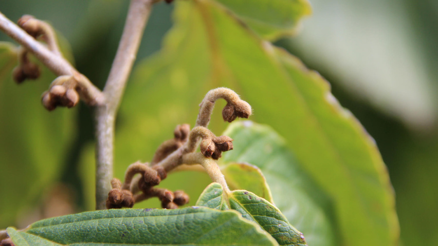 Hamamelis x intermedia 'Westerstede' flowers