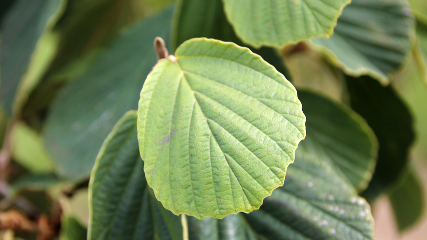 Hamamelis x intermedia 'Westerstede' leaves
