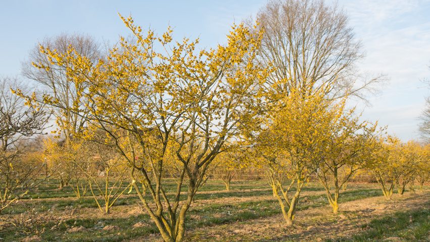 Hamamelis x intermedia 'Westerstede' solitary shrubs