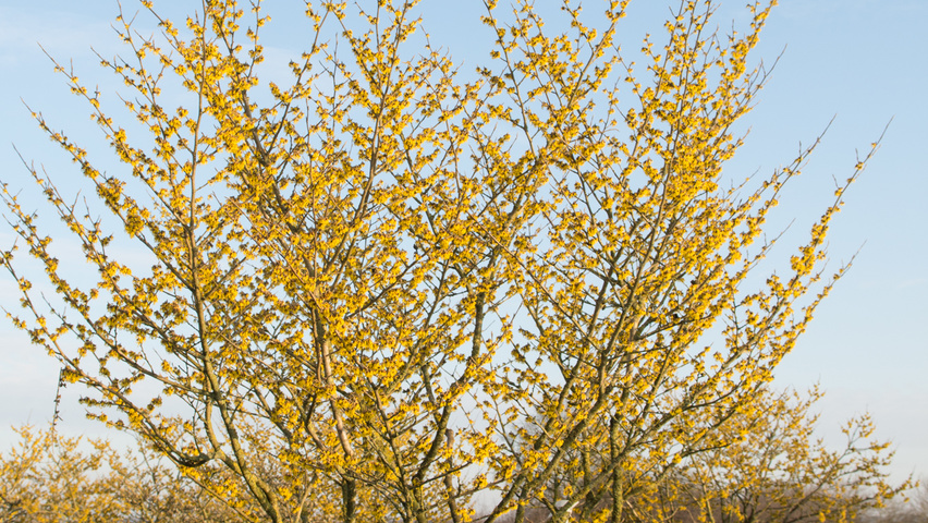 Hamamelis x intermedia 'Westerstede' solitary shrubs