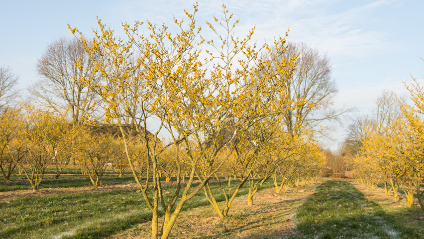 Hamamelis x intermedia 'Westerstede' solitary shrubs