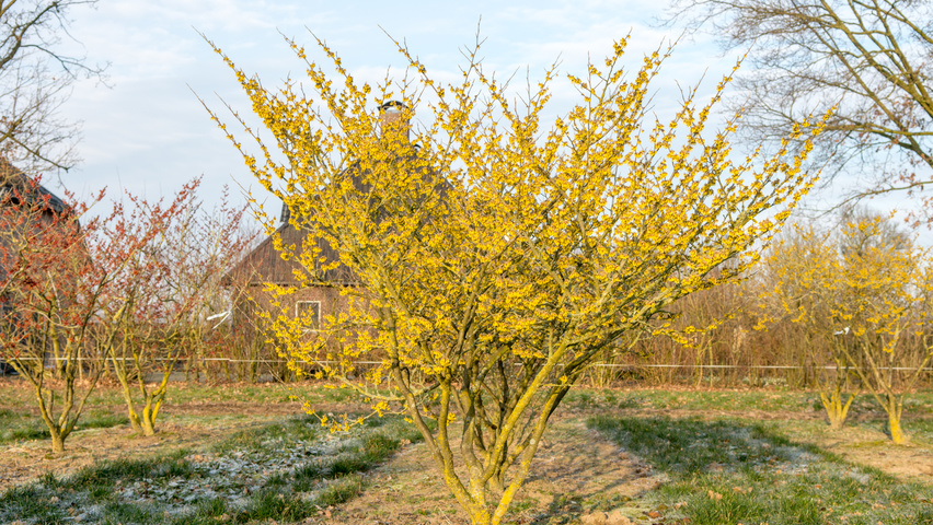 Hamamelis x intermedia 'Westerstede' solitary shrubs