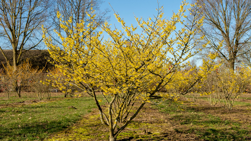 Hamamelis x intermedia 'Westerstede' solitary shrubs