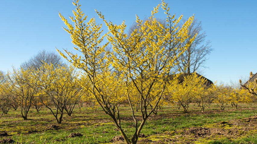 Hamamelis x intermedia 'Westerstede' solitary shrubs