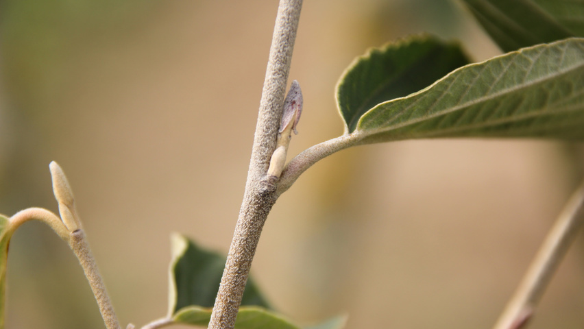 Hamamelis x intermedia 'Westerstede' twigs