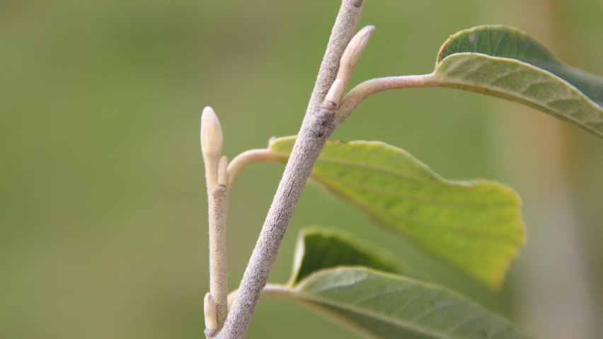 Hamamelis x intermedia 'Westerstede' twigs