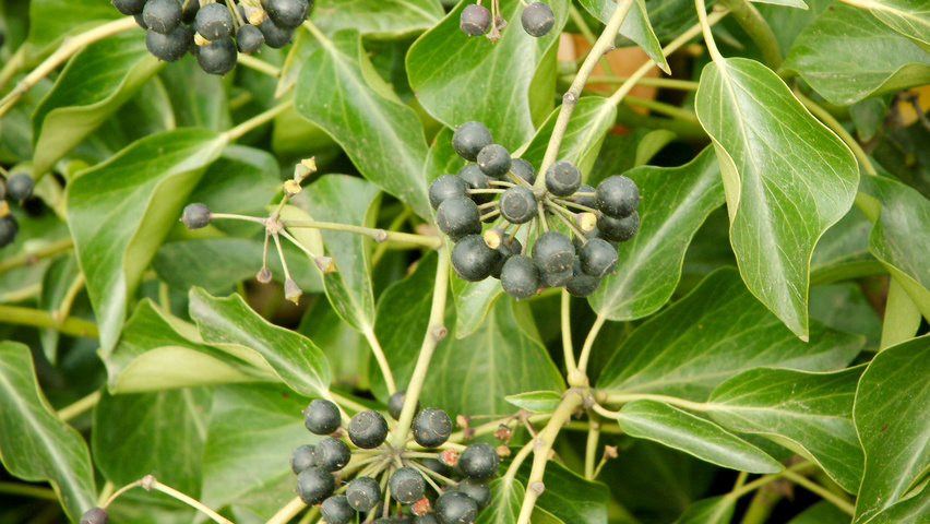 Hedera helix 'Arborescens' fruits