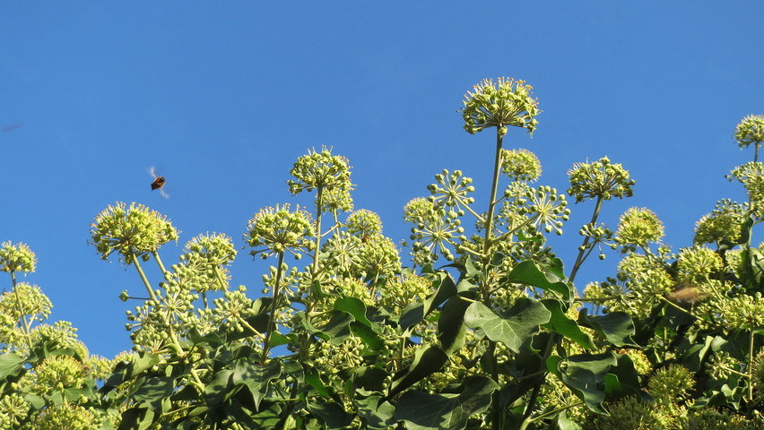Hedera helix flowers