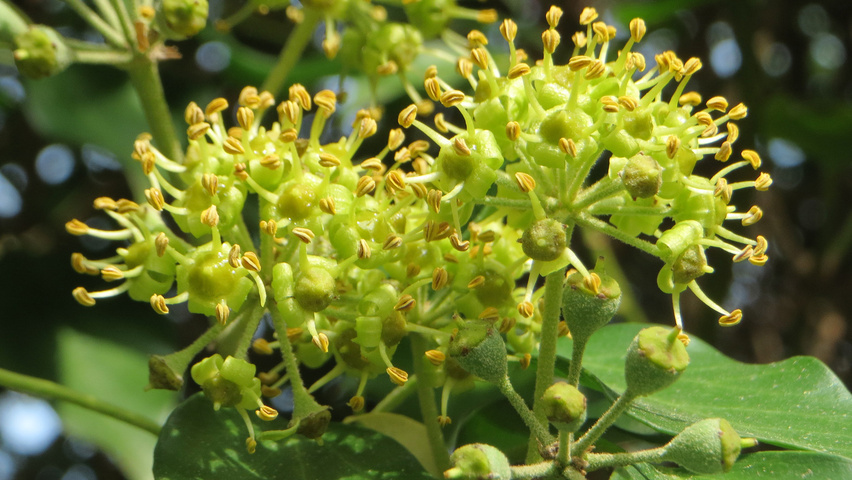 Hedera helix flowers