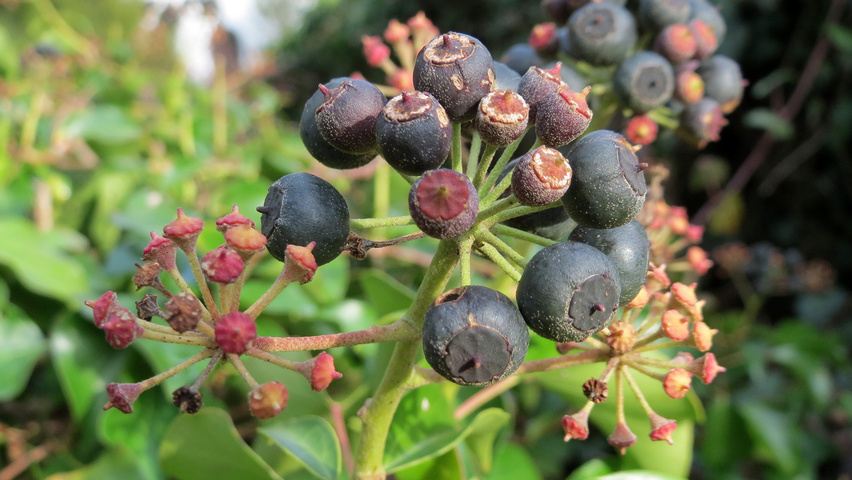 Hedera helix fruits