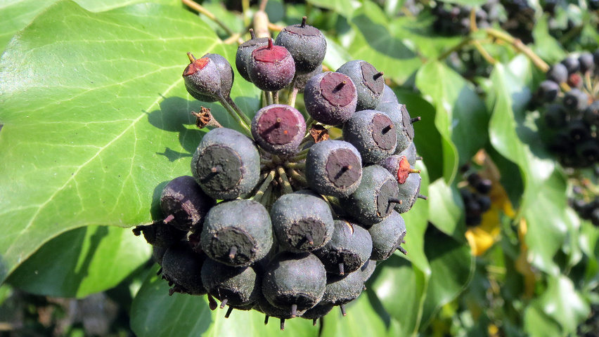 Hedera helix fruits