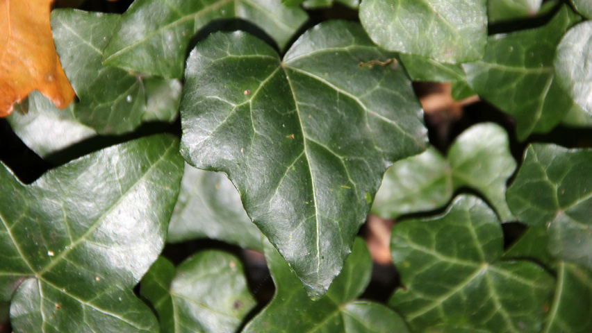 Hedera helix leaves