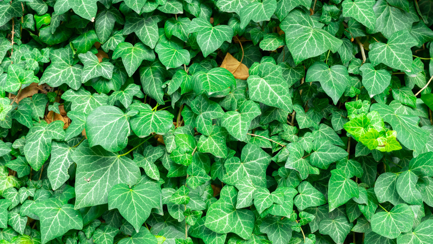 Hedera helix 'Plattensee' leaves