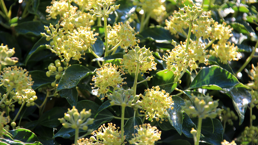 Hedera hibernica flowers