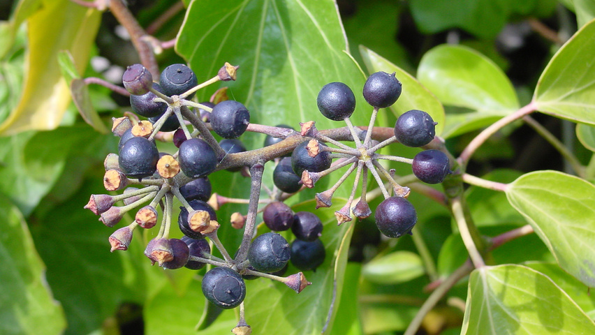 Hedera hibernica fruits
