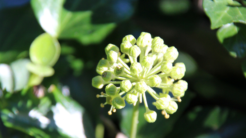 Hedera hibernica fruits