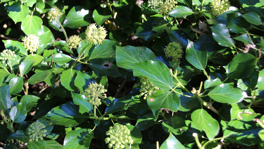 Hedera hibernica leaves